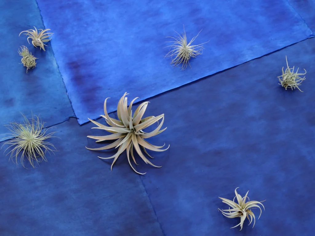 El múltiple ull de la nit, 2019 Aquarel·la sobre paper i plantes d'aire (instal·lació) ø 5 m