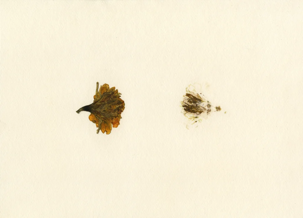Florit I (de la sèrie Florits), 2015 Aquarel·la sobre paper 27 x 37'5 cm